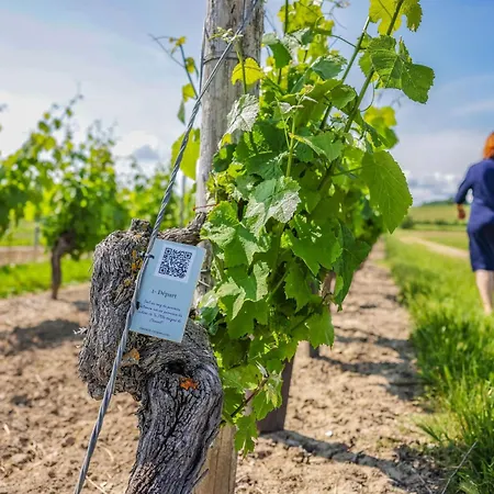 La Maison De Clement 펜션 *